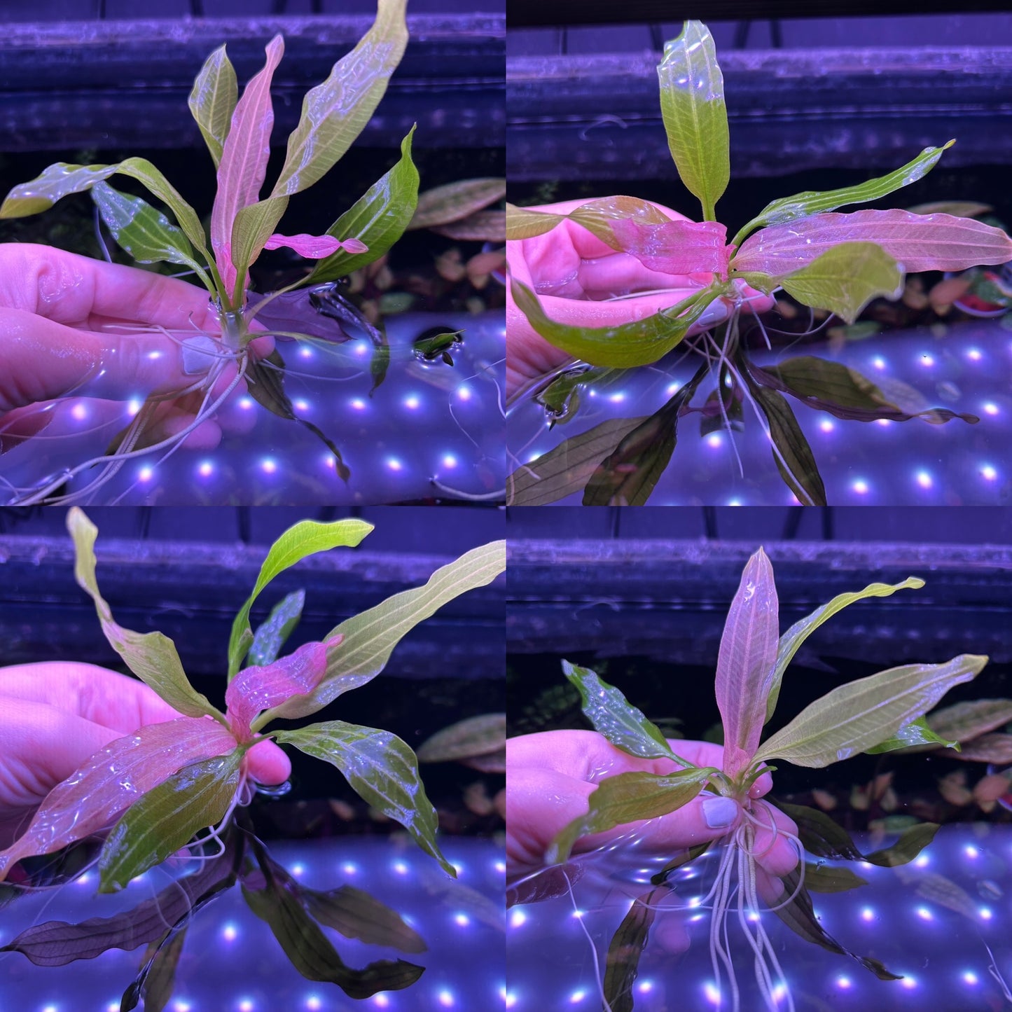 Echinodorus ‘White Flame’ Aquatic Fish Tank Plant - Emersed