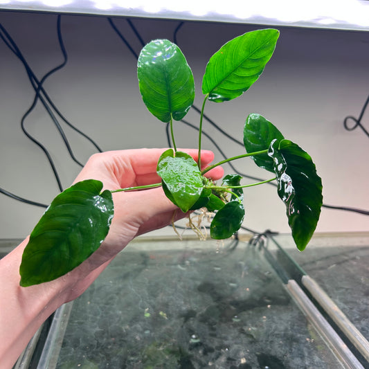 Assorted Anubias - Emersed Grown