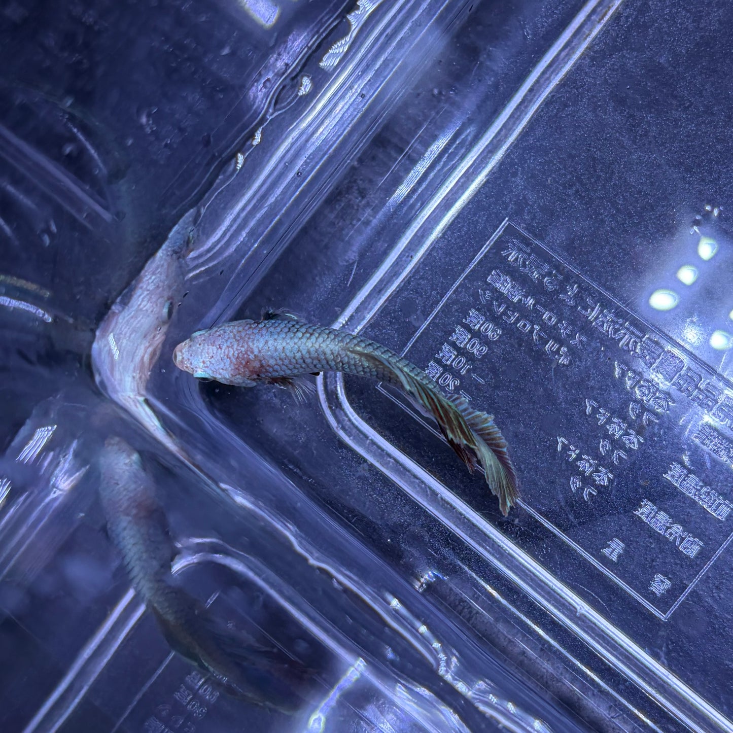 Super Delta Tail Male Betta 3.5cm (I) Shorter Fin