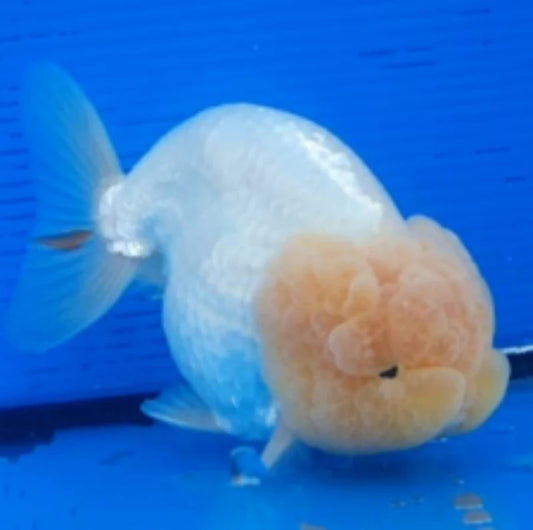 Lemonhead Ranchu Goldfish 7-9cm