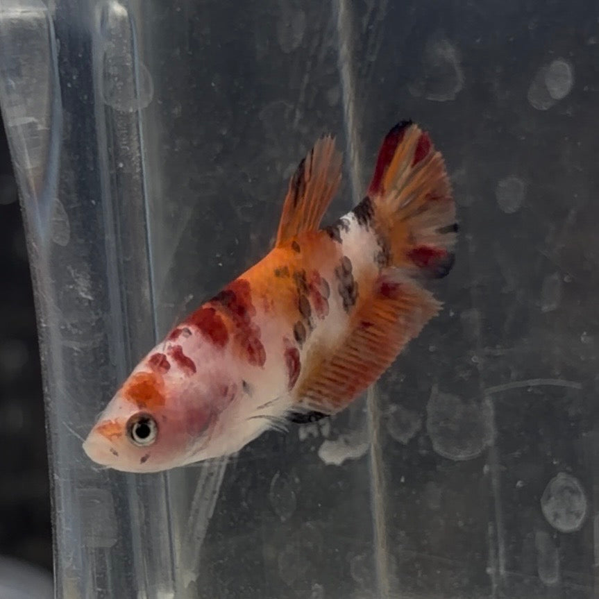 Halfmoon Koi Betta Female 3.5cm (Random Selection)