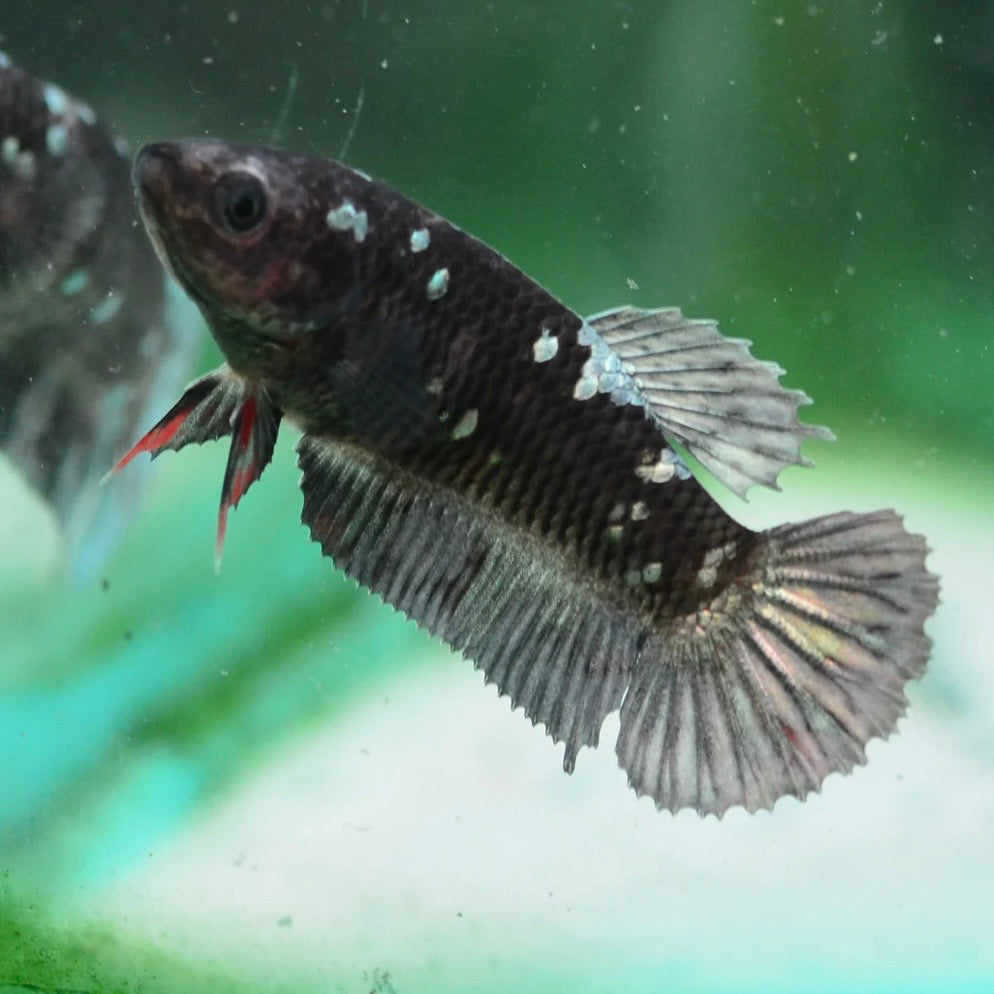 Copper Gold Avatar Halfmoon Plakat Female Betta 4cm
