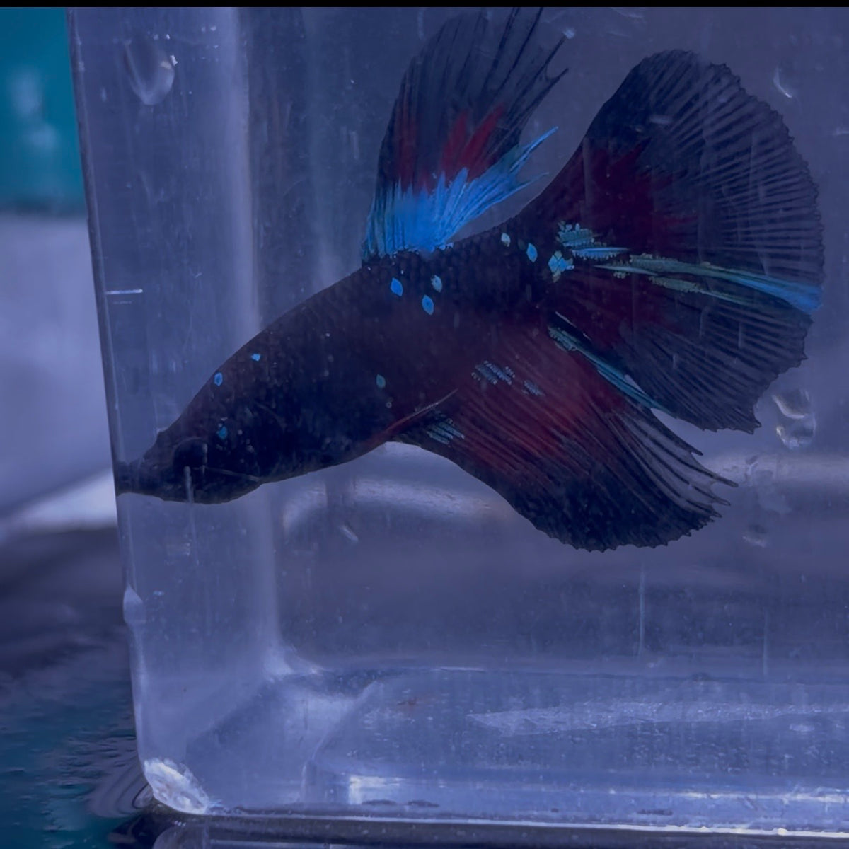 Halfmoon Avatar Betta Pair (A)