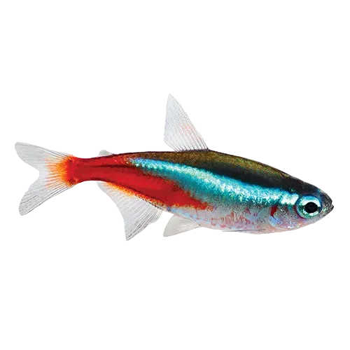 Neon Tetra Paracheirodon innesi 2.5cm