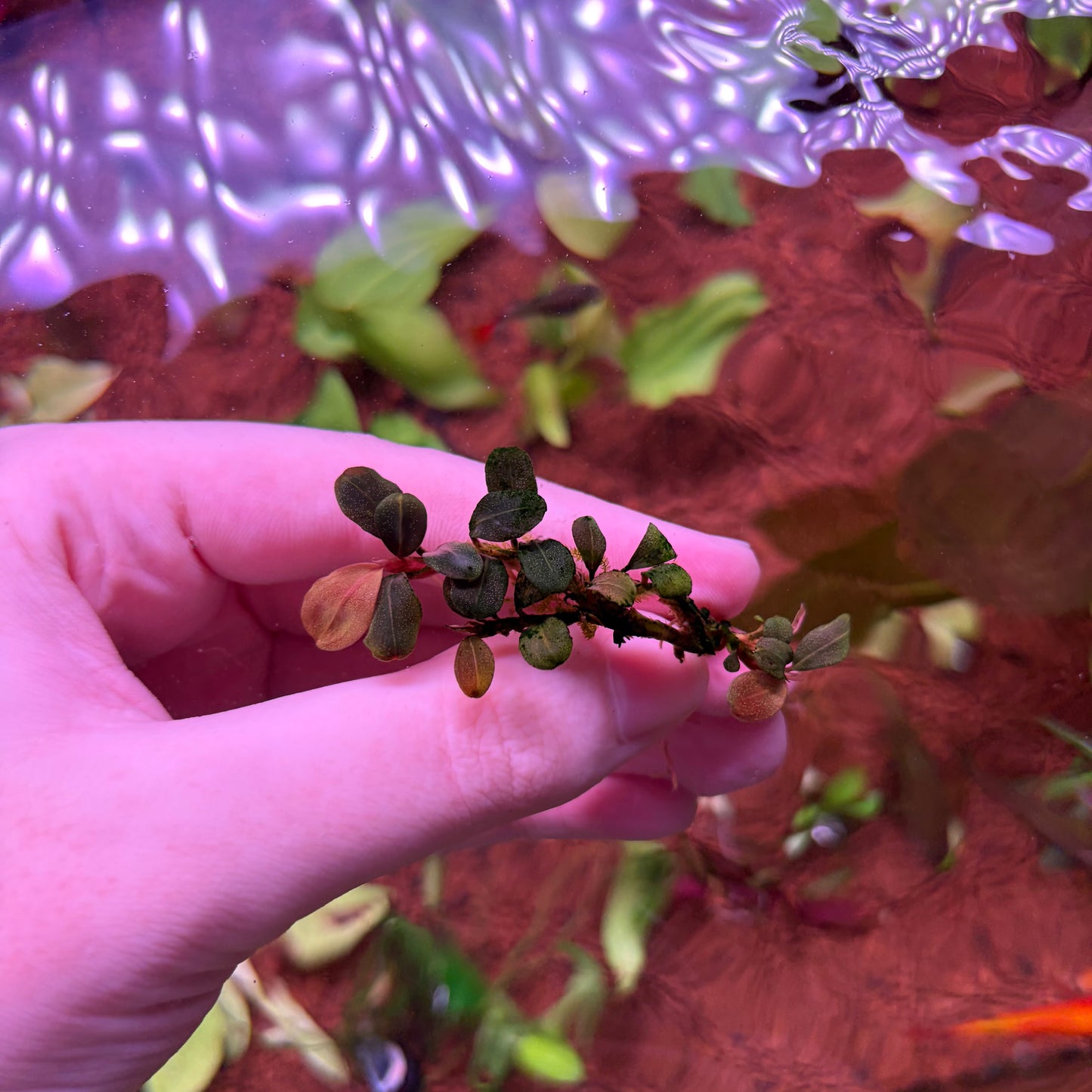Bucephalandra Helena Cushang