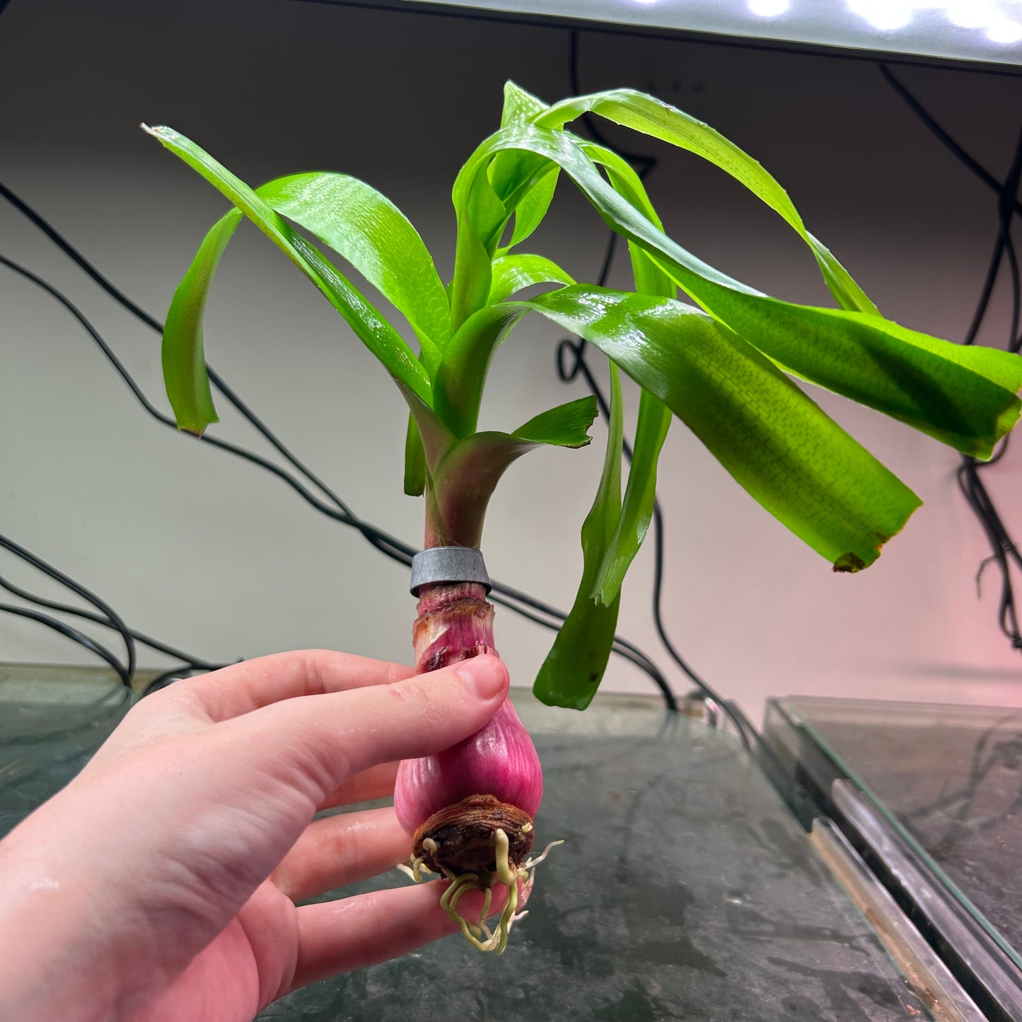 Crinum Thaianum - Aquarium plant RARE