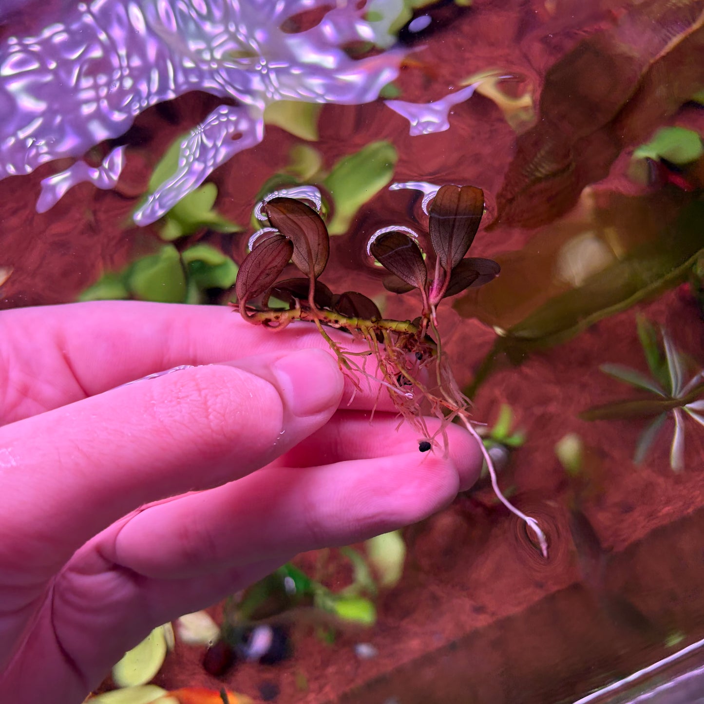 Bucephalandra Pandora Queen