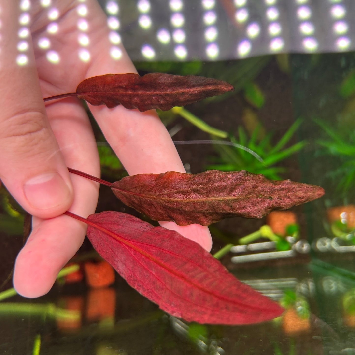 Crypt Affins Metallic Red ★