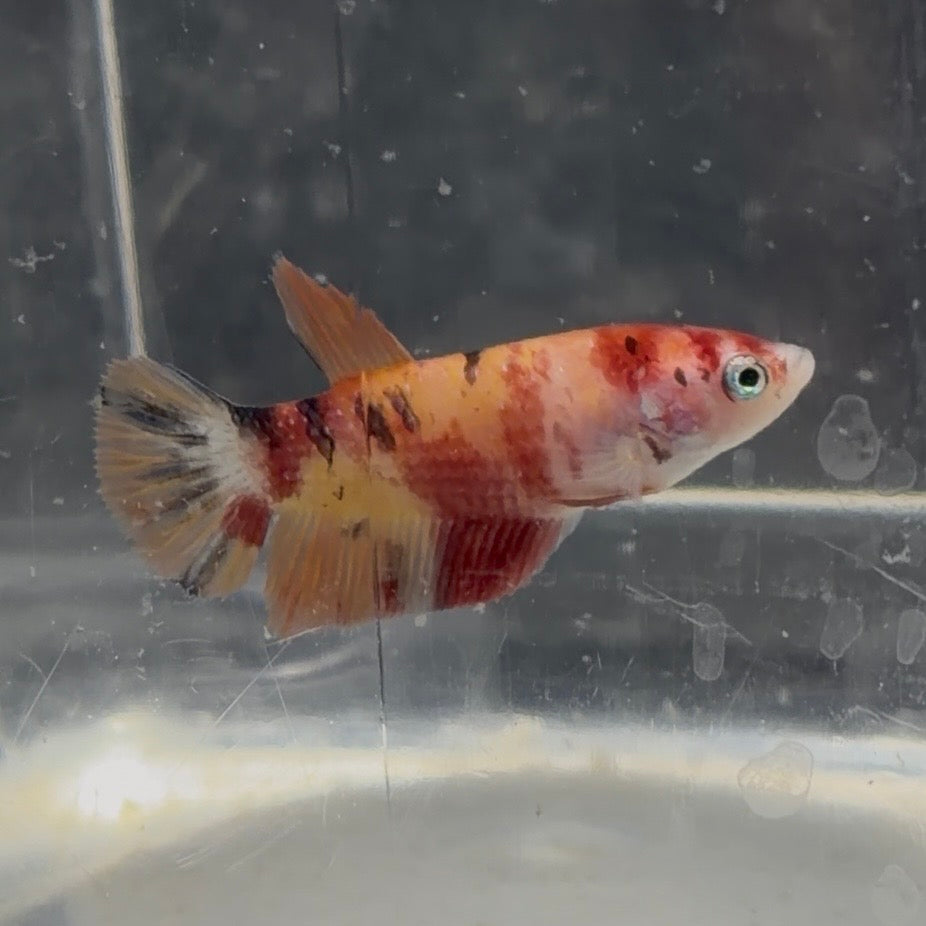 Halfmoon Koi Betta Female 3.5cm (Random Selection)