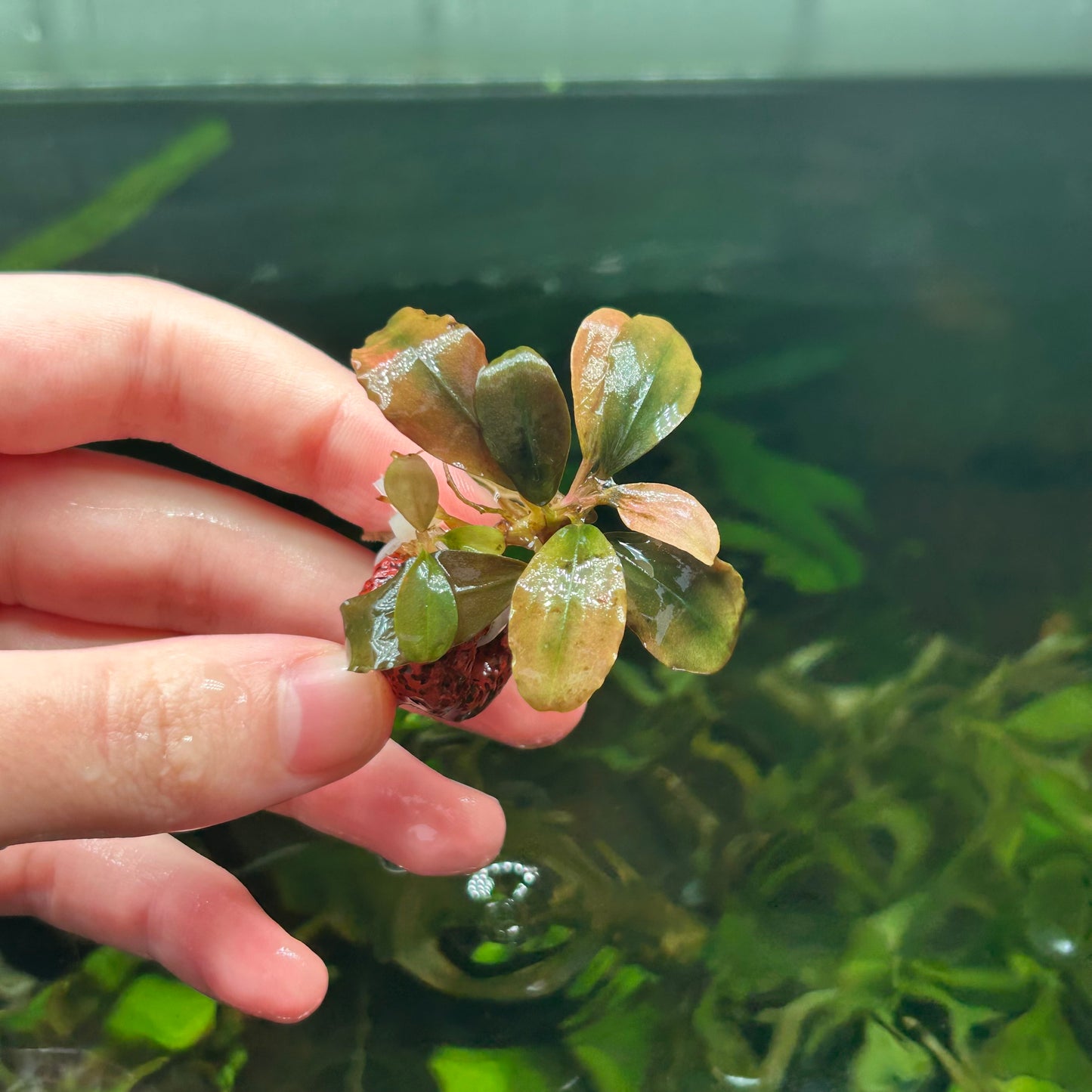 Assorted Submersed Bucephalandra