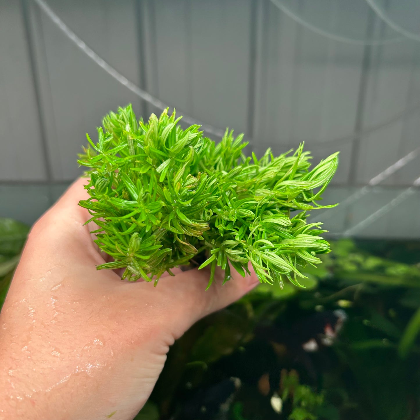 Green Stem Pack - 15x Bunches