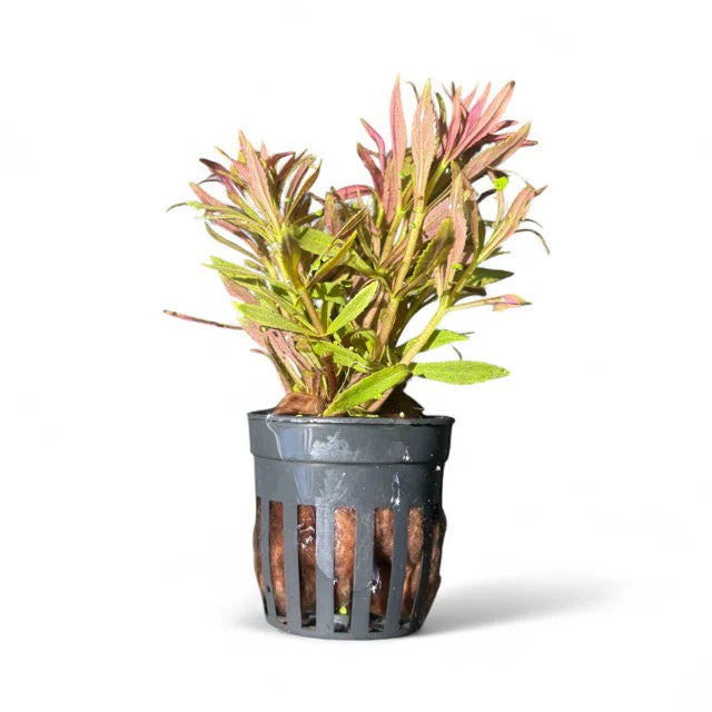 Limnophilia aromatica