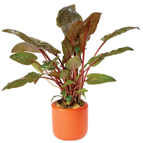 Crypt Wendtii Tropica