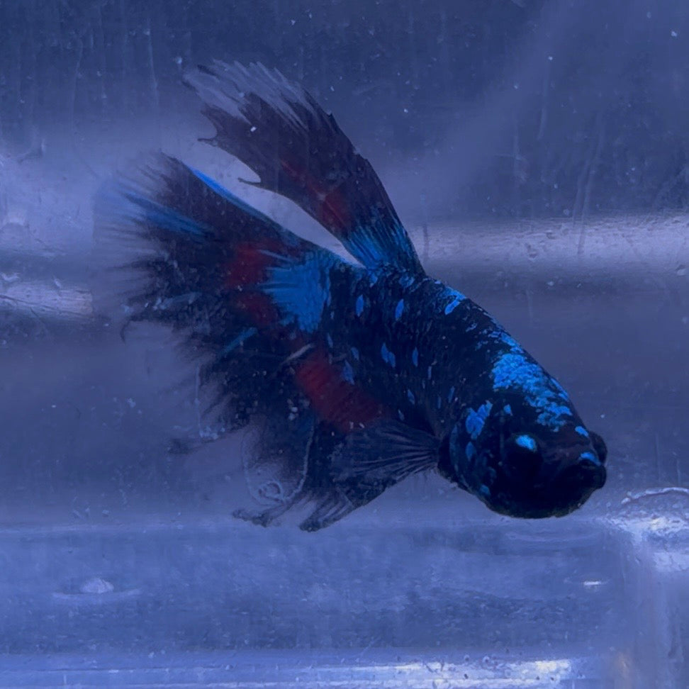 Halfmoon Avatar Male Betta 3.5cm (D)