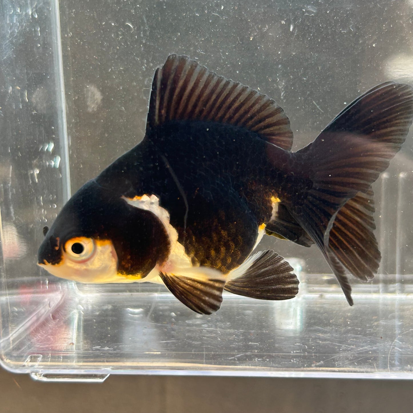 Panda Oranda Goldfish Carassius
auratus 7cm