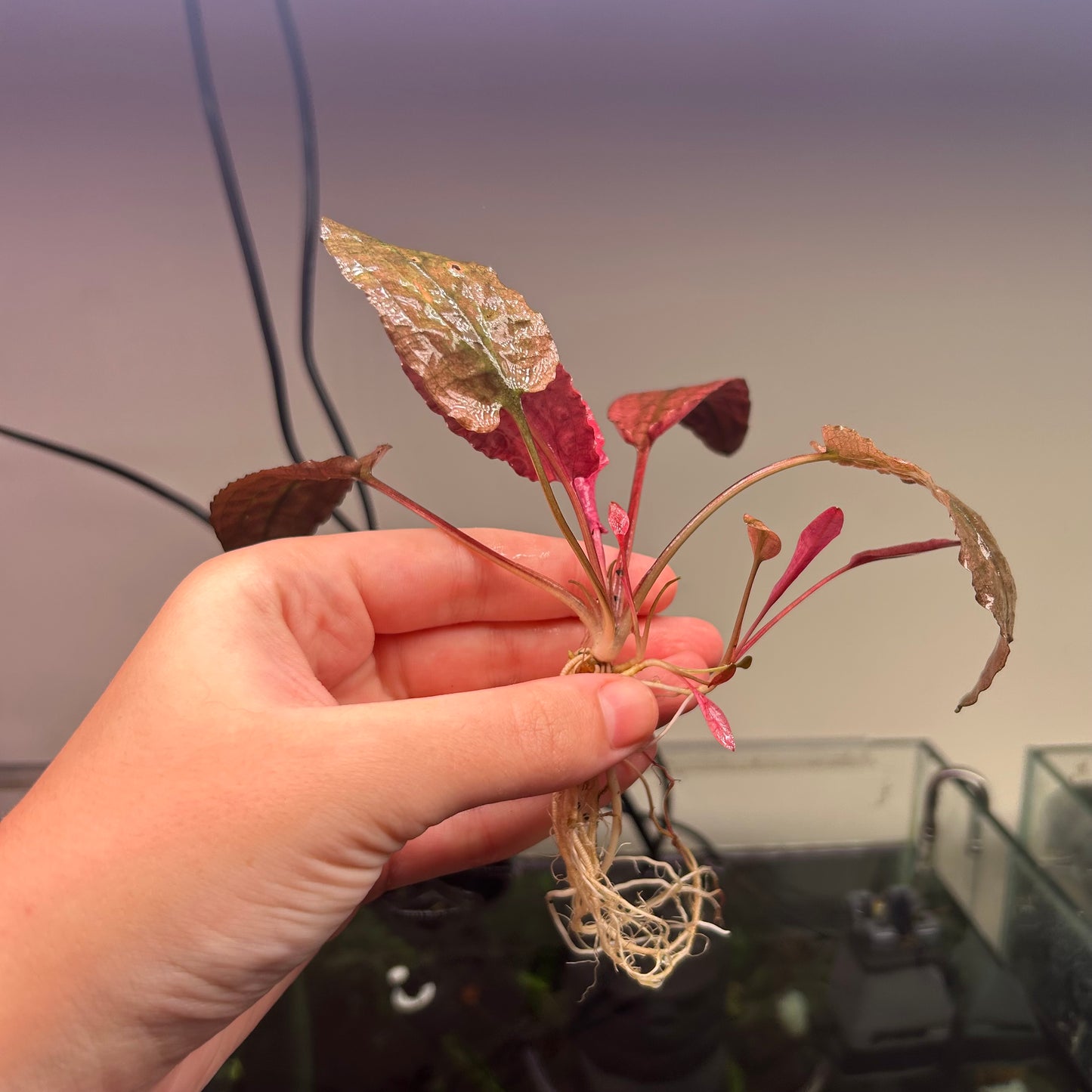 5x Large Crypt Pink Flamingo *Special*