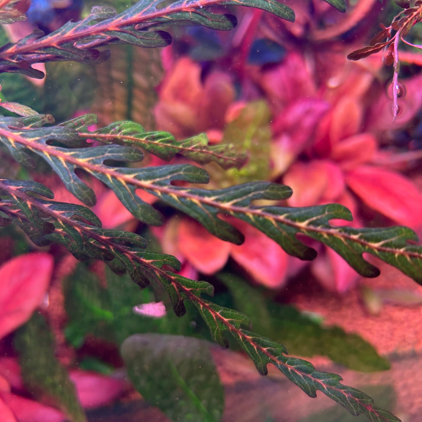 Hygrophila Pinnatifida - Aquarium  Fish Tank Aquatic Plant (Assorted Sizes)