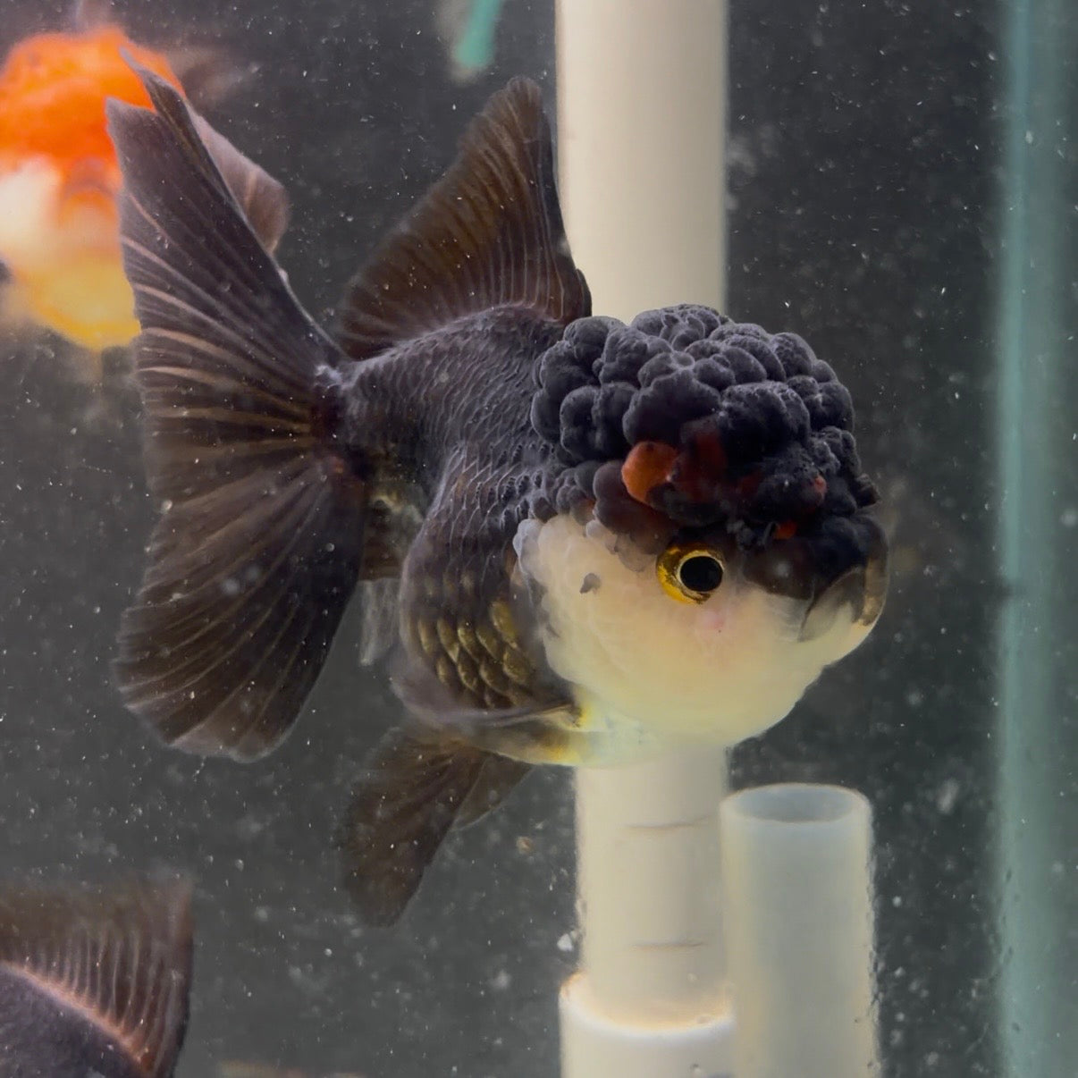 Tri Colour Oranda Tanchu 10cm