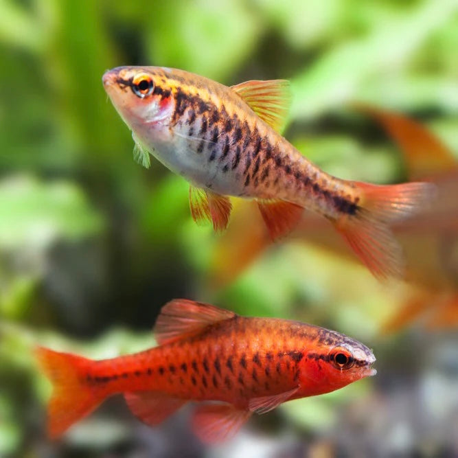 Cherry Barb 2.5cm (5x Fish)
