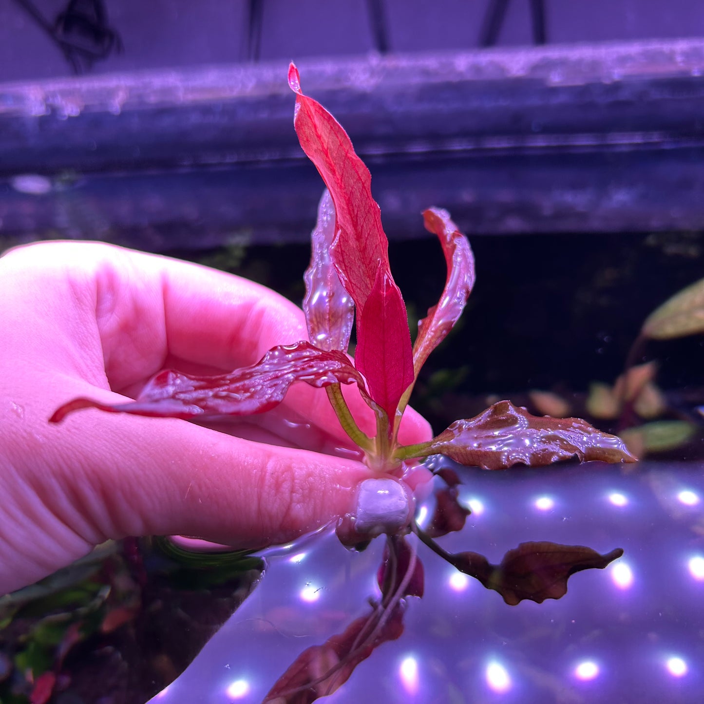 Red Sword Echinodorus (No ID) Aquarium Aquatic Fish Tank Plant