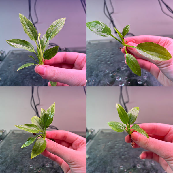 Echinodorus Marble Queen ★