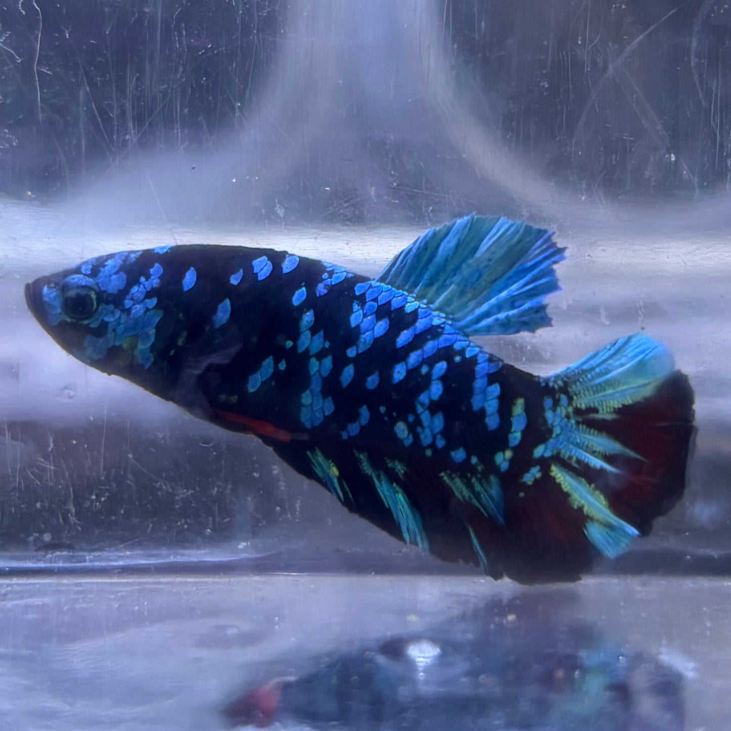 Blue Avatar Male Betta 3.5cm (D)