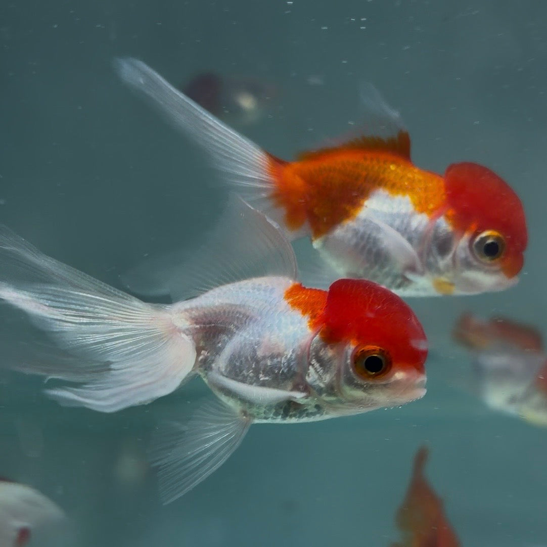 Red & White Oranda Goldfish Long Tail 6cm