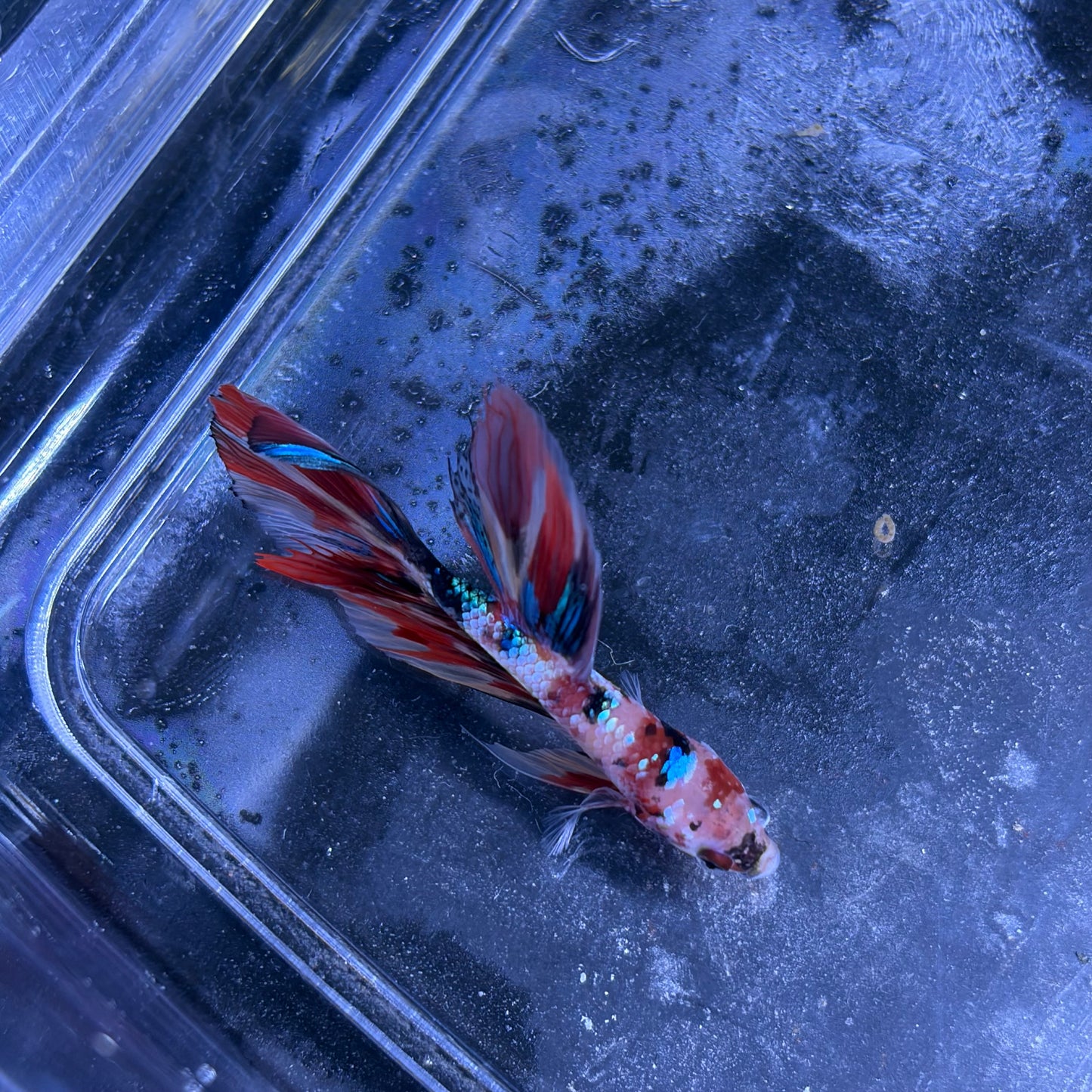 Halfmoon Multicolour/Koi Male Betta 3.5cm (C)