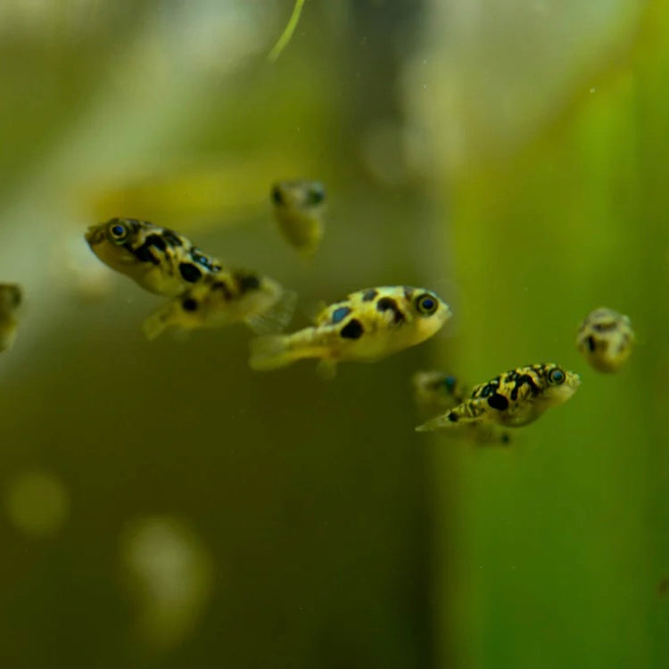 Pea Puffer 1cm