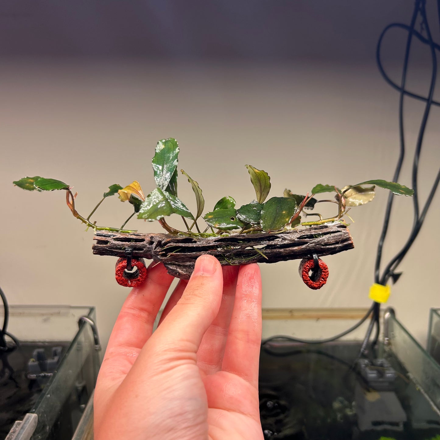 Assorted Bucephalandra On 15cm Cholla (Submersed Grown)