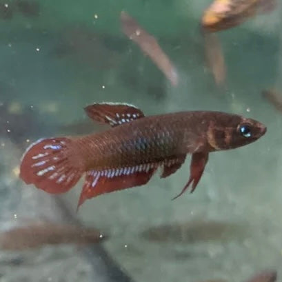 Betta Coccina Unsexed Wild 3cm