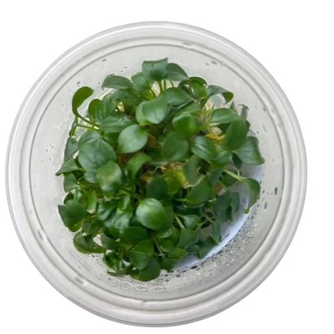 Schismatoglottis prietoi Tissue Culture