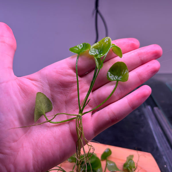 Banana Lily ‘Nymphoides aquatica’ ★