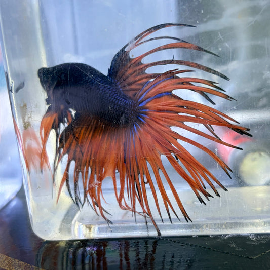Fancy Crowntail Male Betta 3.5cm (E)