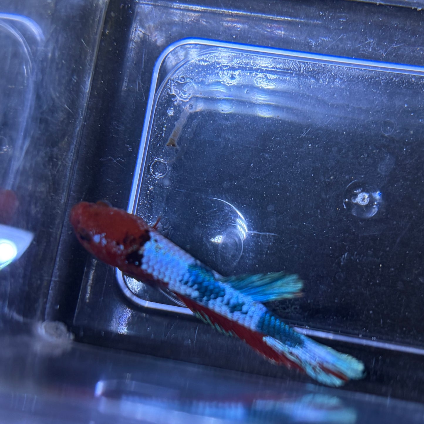 Red Hellboy Male Betta 3.5cm (A)