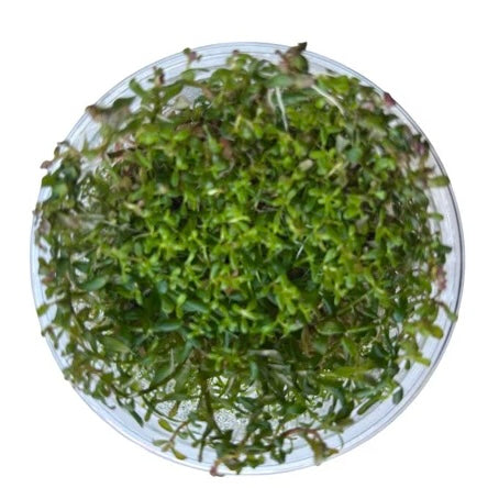 Rotala Vietnam H'ra Tissue Culture