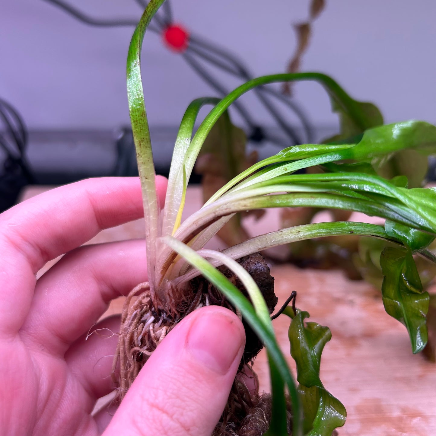 Aponogeton Ulvaceus Special Bundle