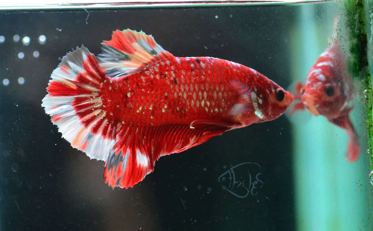Red Gold Galaxy HMPK Male Betta 4cm