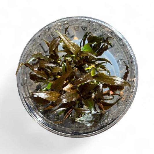 Cryptocoryne mioya - Tissue Culture