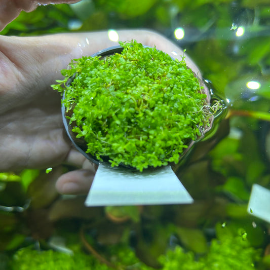 Hemianthus callitrichoides ‘HC Cuba’ - Carpeting Aquarium Fish Tank Aquatic Plant