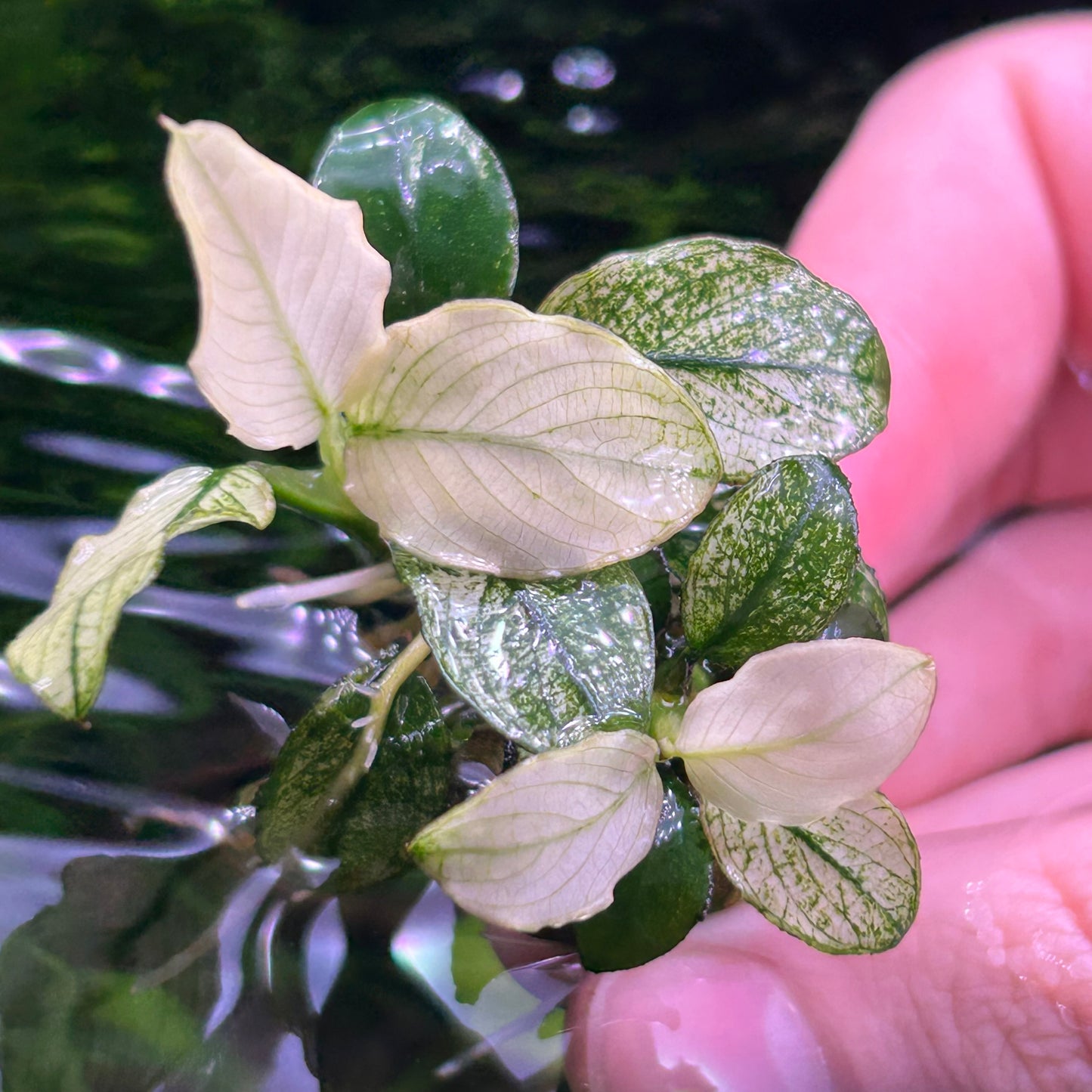 Anubias Nana Petite White 3-4+ Leaf - Aquarium Fish Tank Aquatic Plant