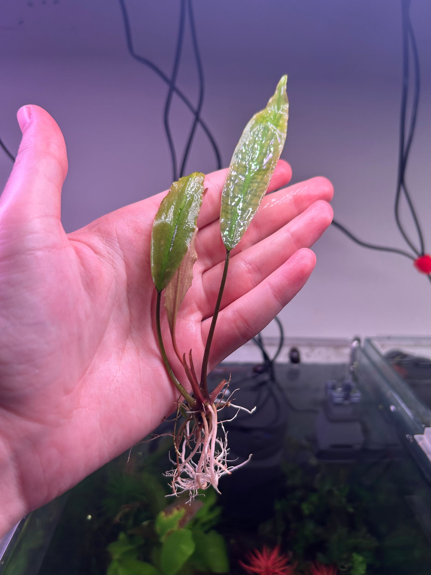 Lagenandra cherupuzhica - RARE ★