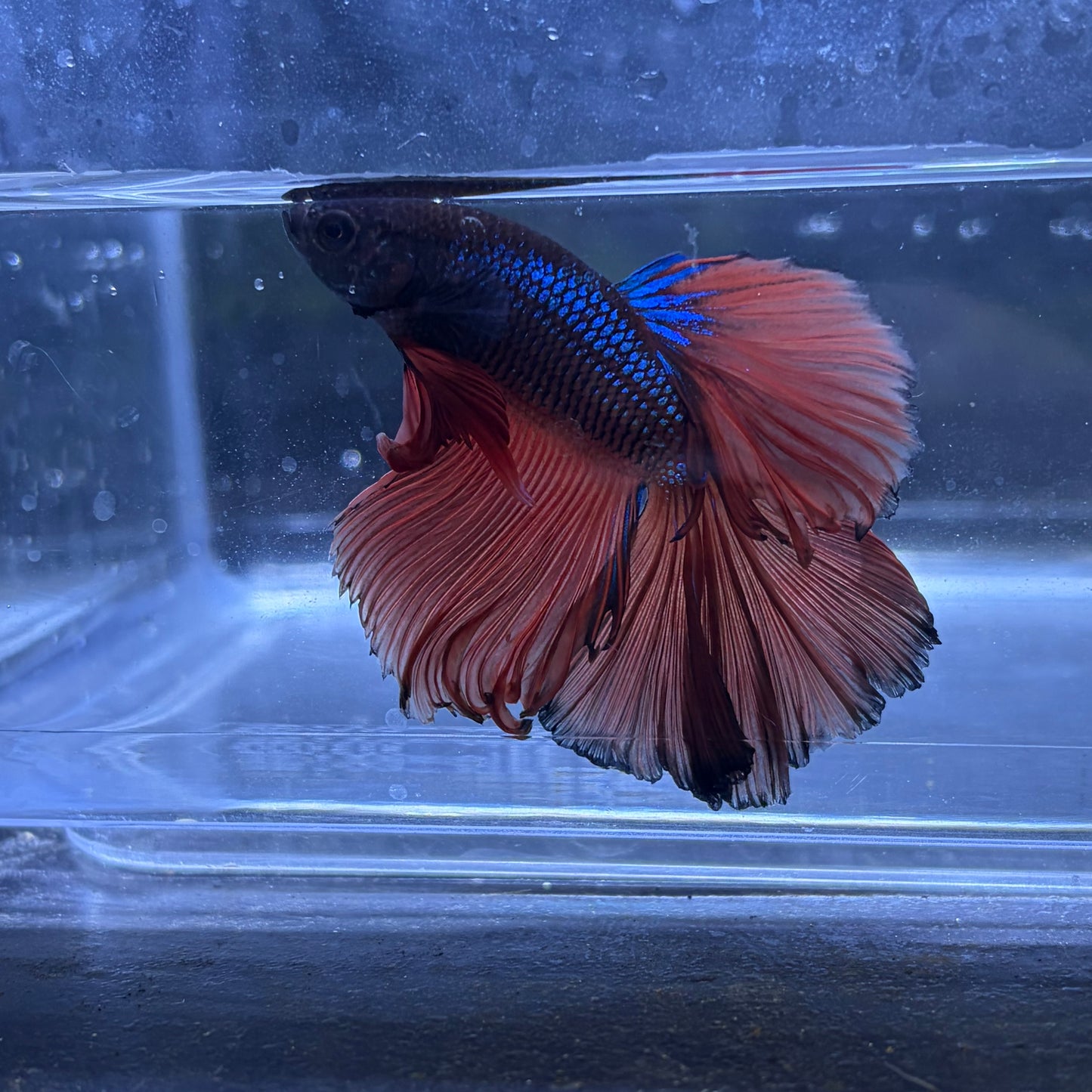 Super Delta Tail Male Betta 3.5cm (H)
