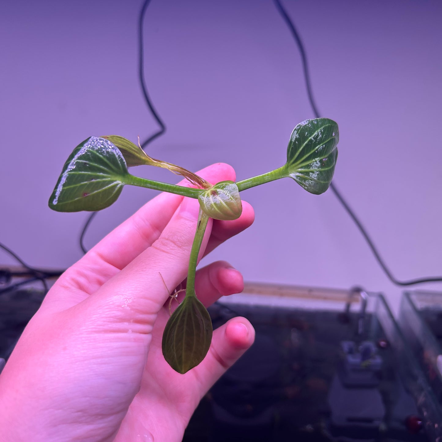 Echinodorus Iguazu 2009 ★