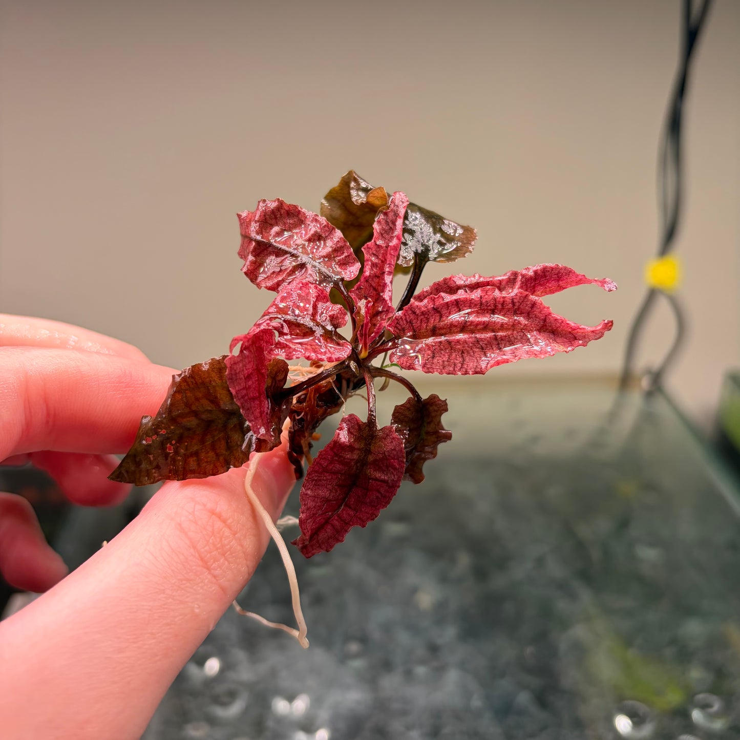 Crypt Wendtii Pink Flamingo