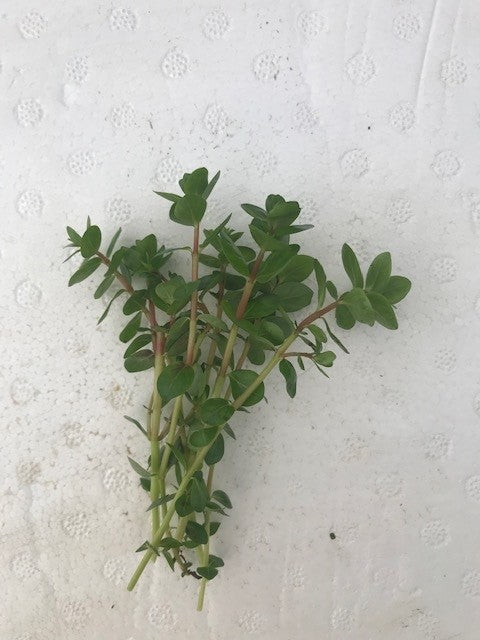 Rotala Colorata