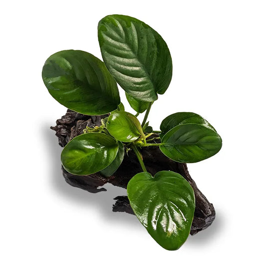 Anubias Jenny - Mini Driftwood