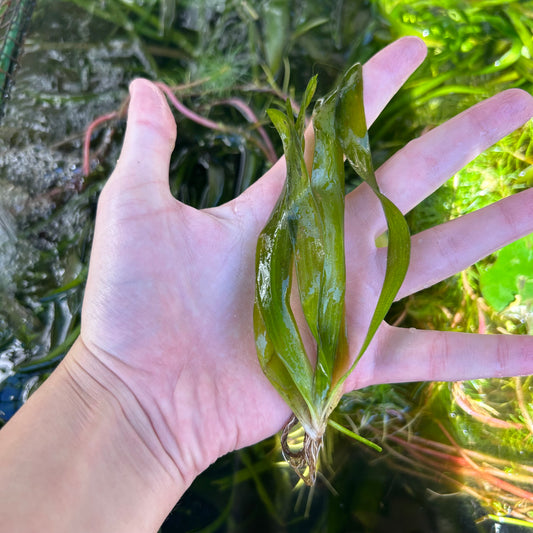 Vallisneria Spiralis ‘Giant Val’ - Aquatic Plant Aquarium or Pond