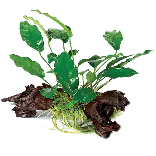 Anubias Emerald Heart on Large Driftwood