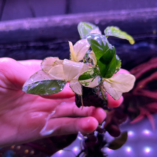 Anubias Panda (small type) - Bare Rhizome 3-4 leaf